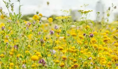 Blumenwiese Eschborn