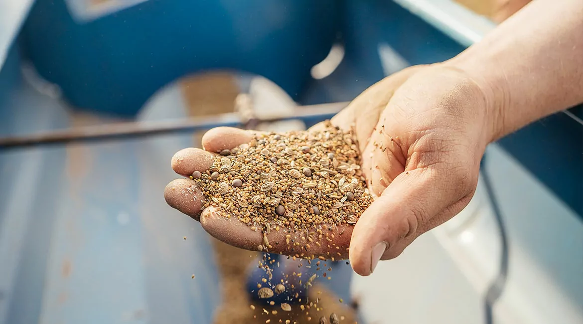 Sioux Blumenwiese - Samen